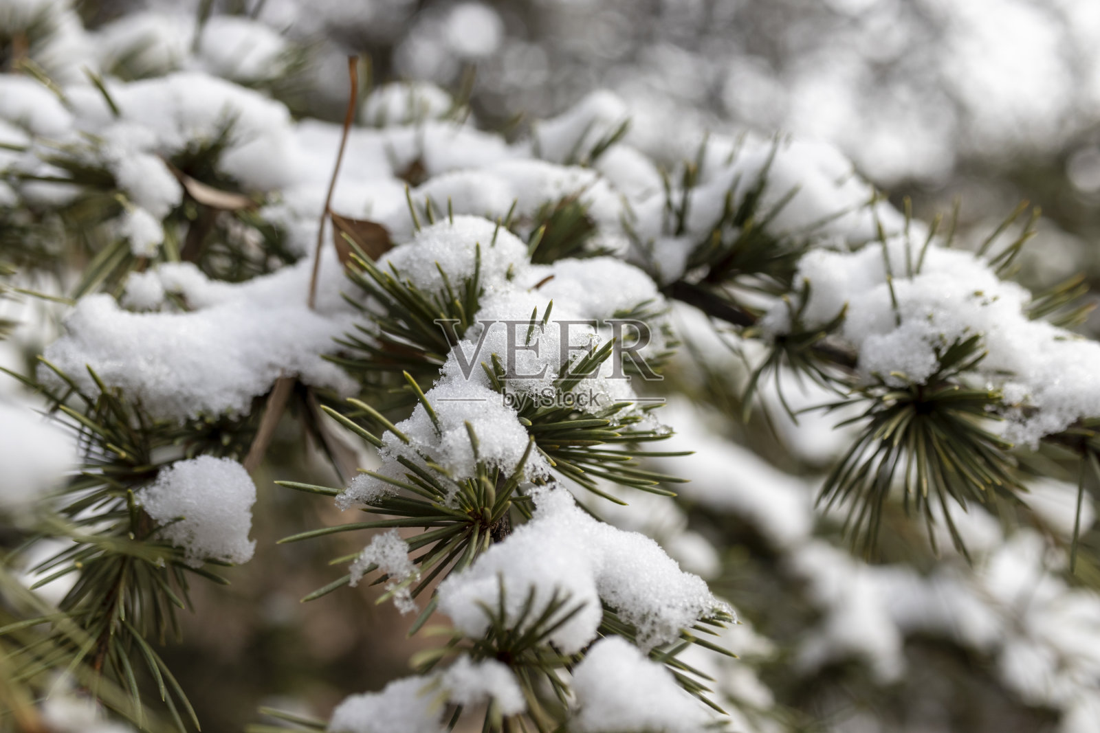 松树树叶针叶多,天气多雪照片摄影图片