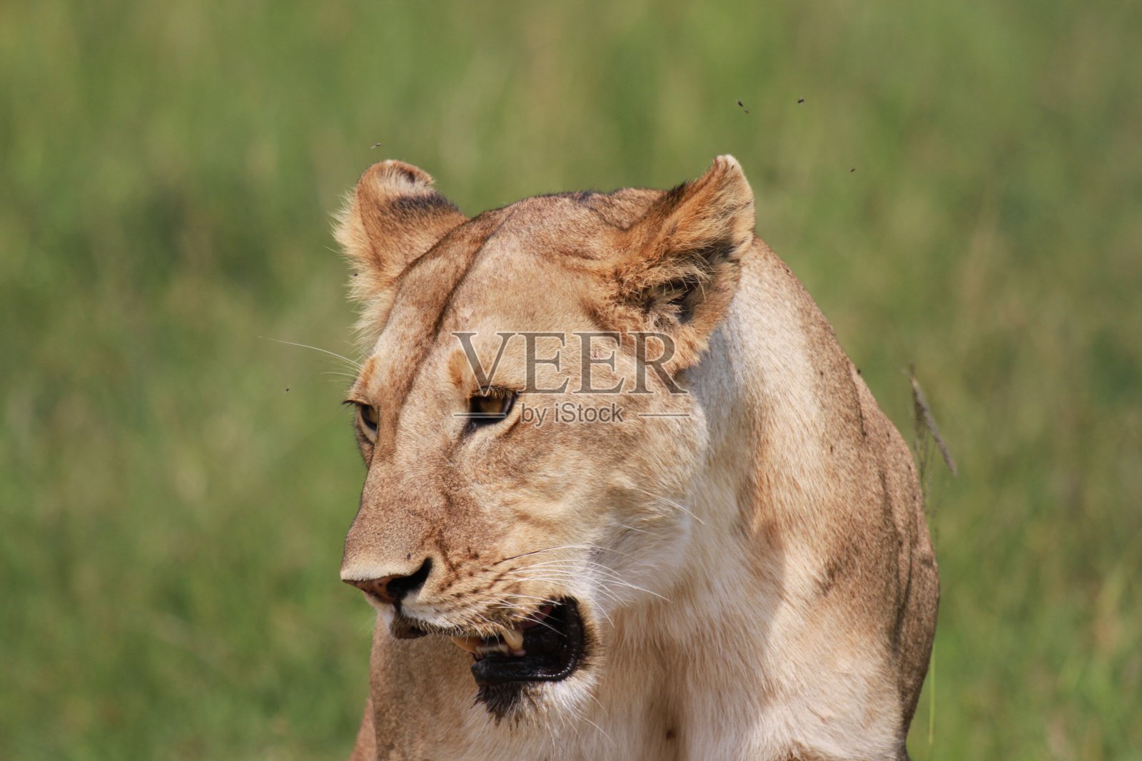 雌狮在猎杀水牛后大口喘气照片摄影图片