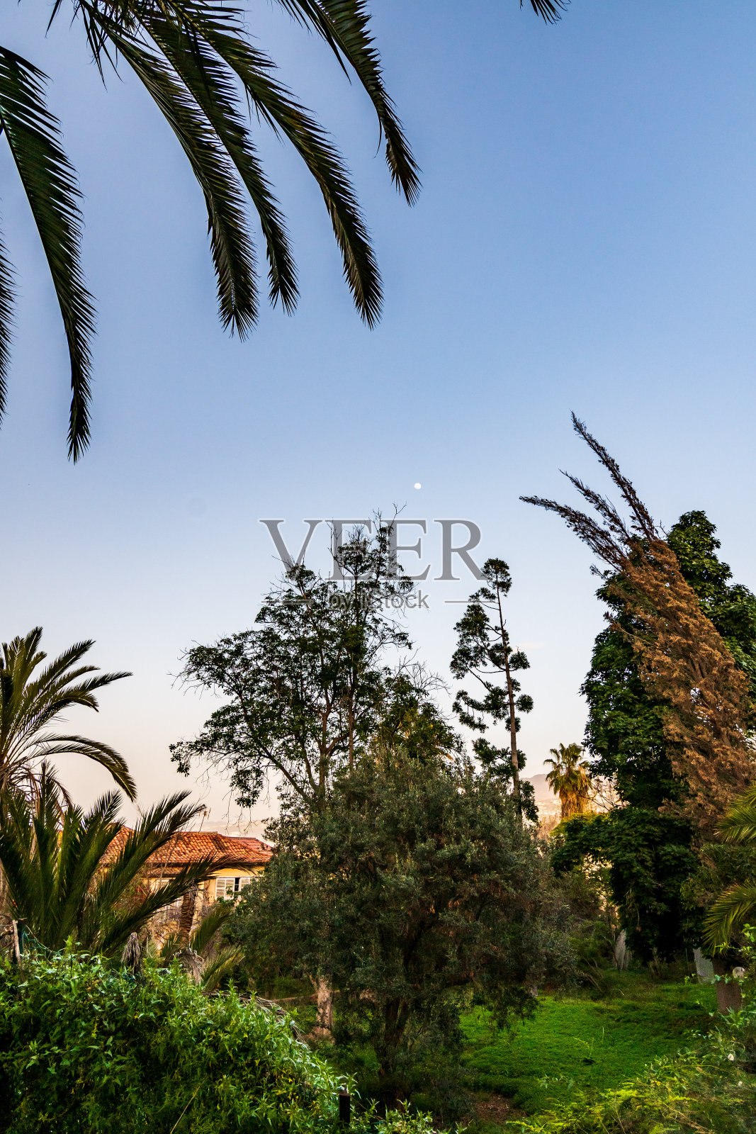 特内里费岛的Puerto de la Cruz市的景观。照片摄影图片