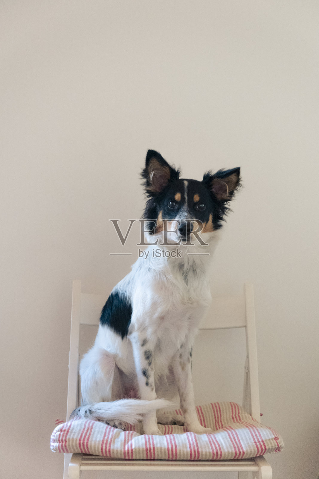有趣的小狗狗站在椅子上照片摄影图片