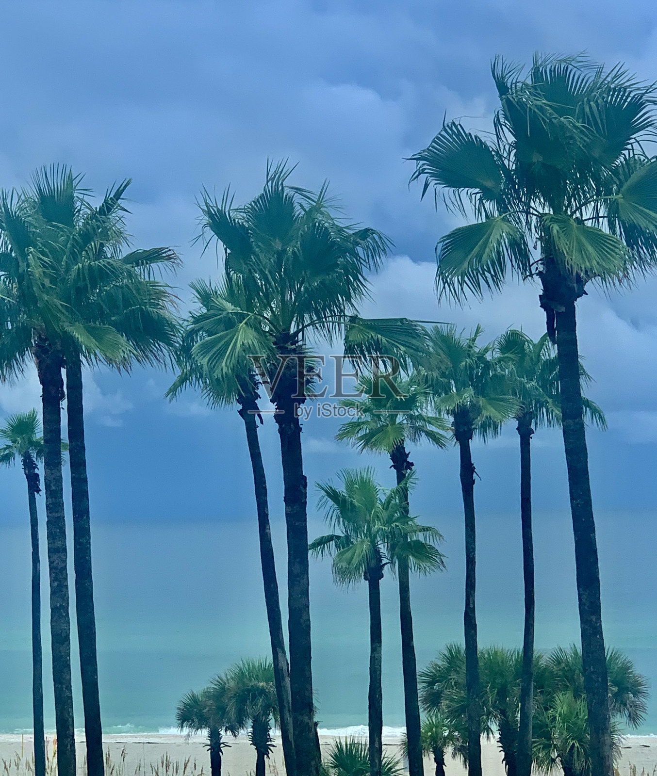 棕榈树照片摄影图片