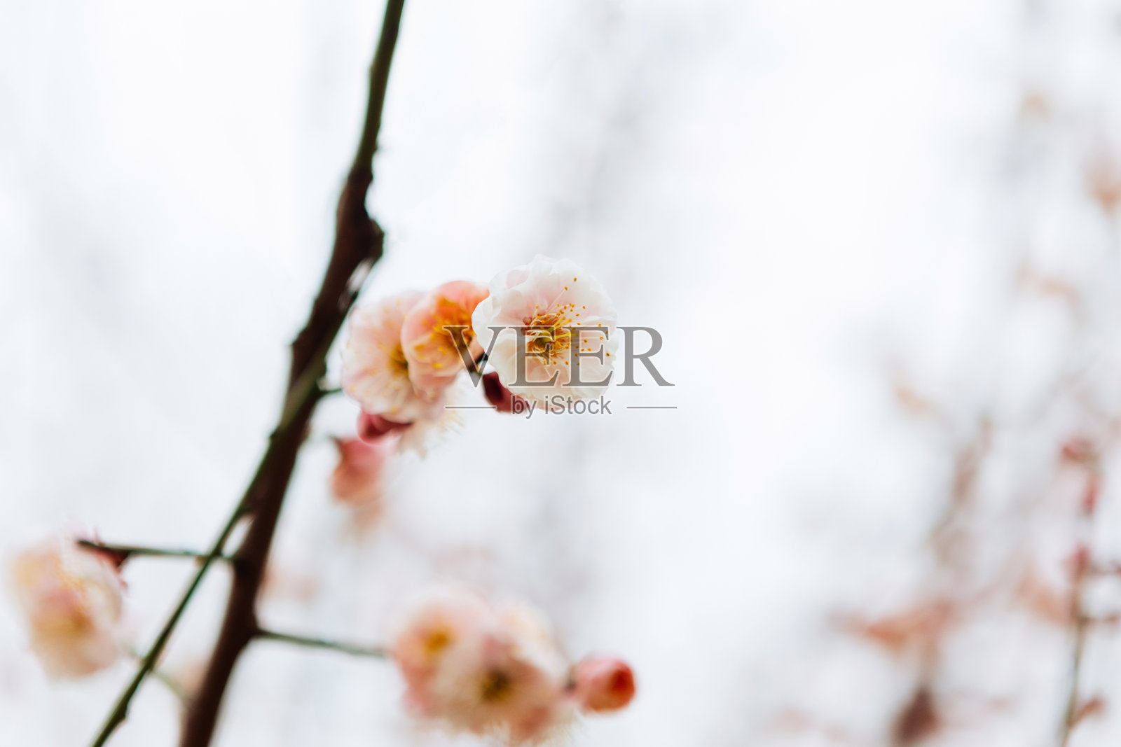 梅花照片摄影图片