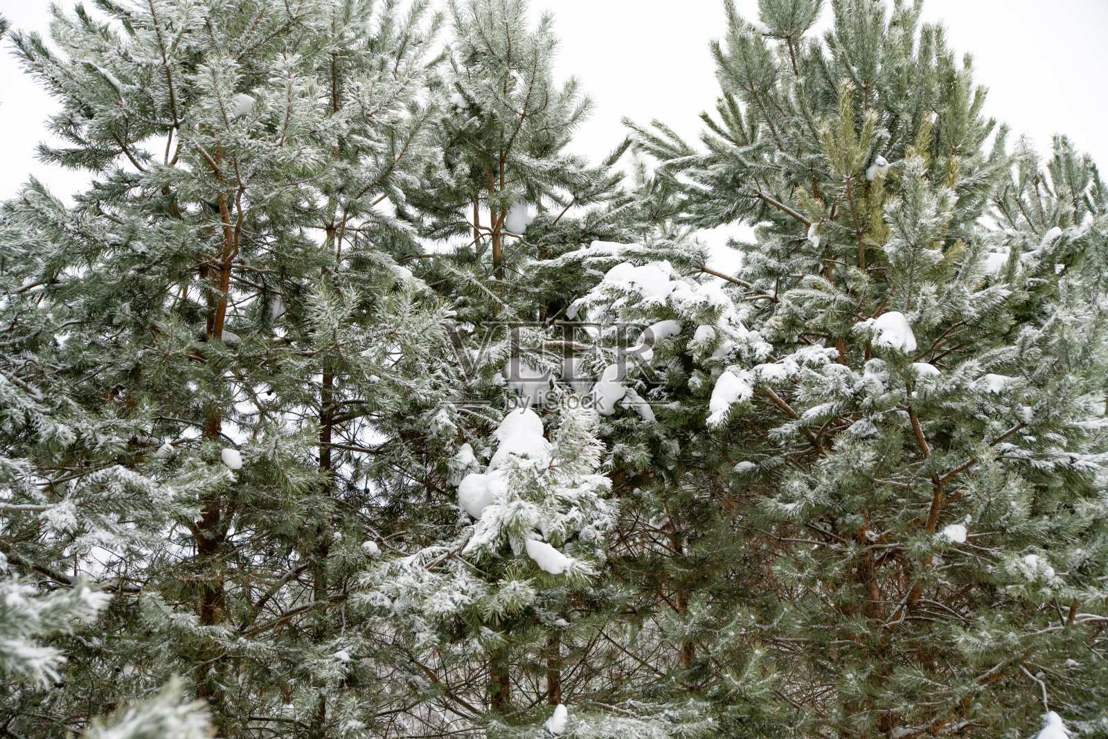 冬天的魔法。照片摄影图片