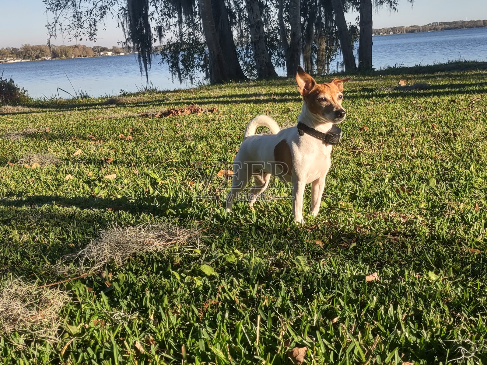 贝拉警惕照片摄影图片