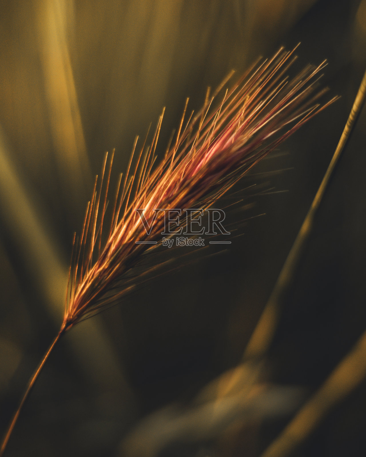 近距离拍摄的荆棘药草在一个模糊的背景照片摄影图片