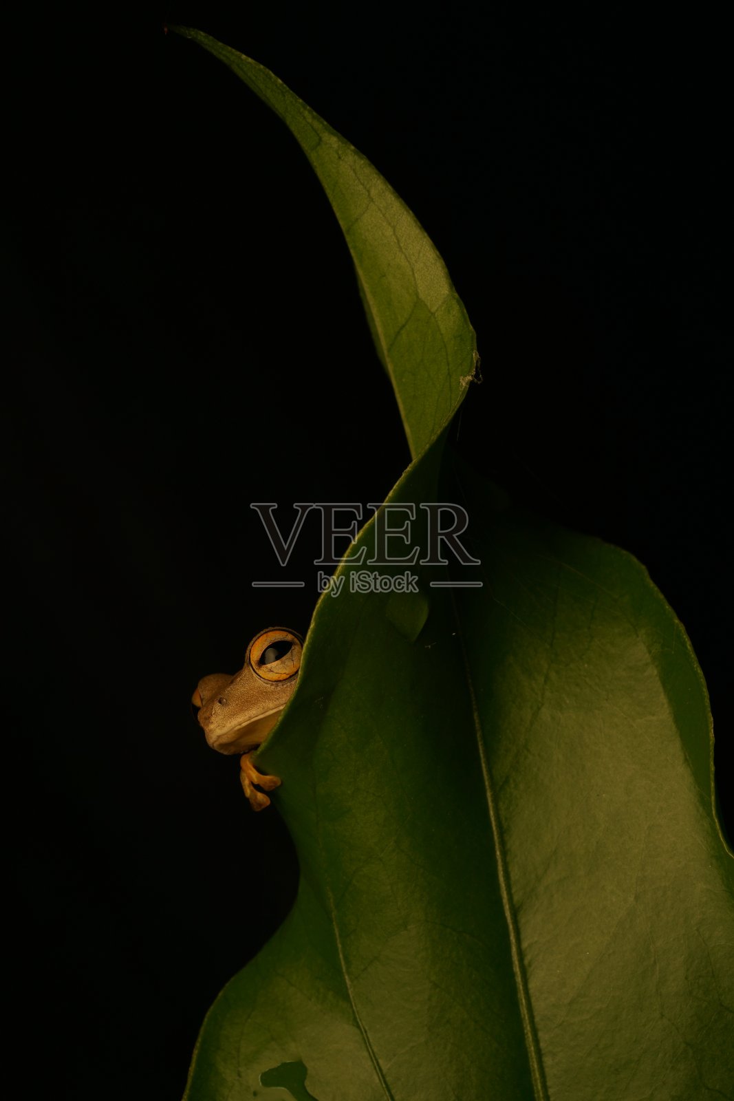 垂直拍摄一只青蛙潜伏在一片叶子后面照片摄影图片