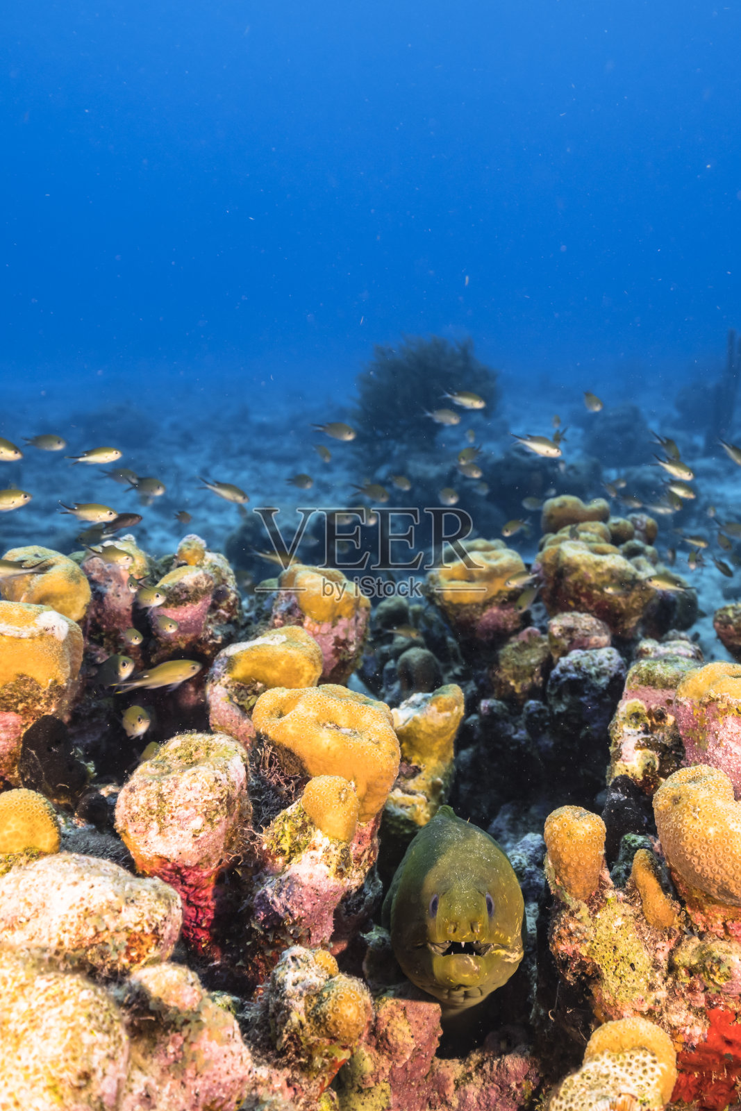 在库拉索岛附近的加勒比海珊瑚礁的蓝绿色海水中的绿色海鳗海景照片摄影图片