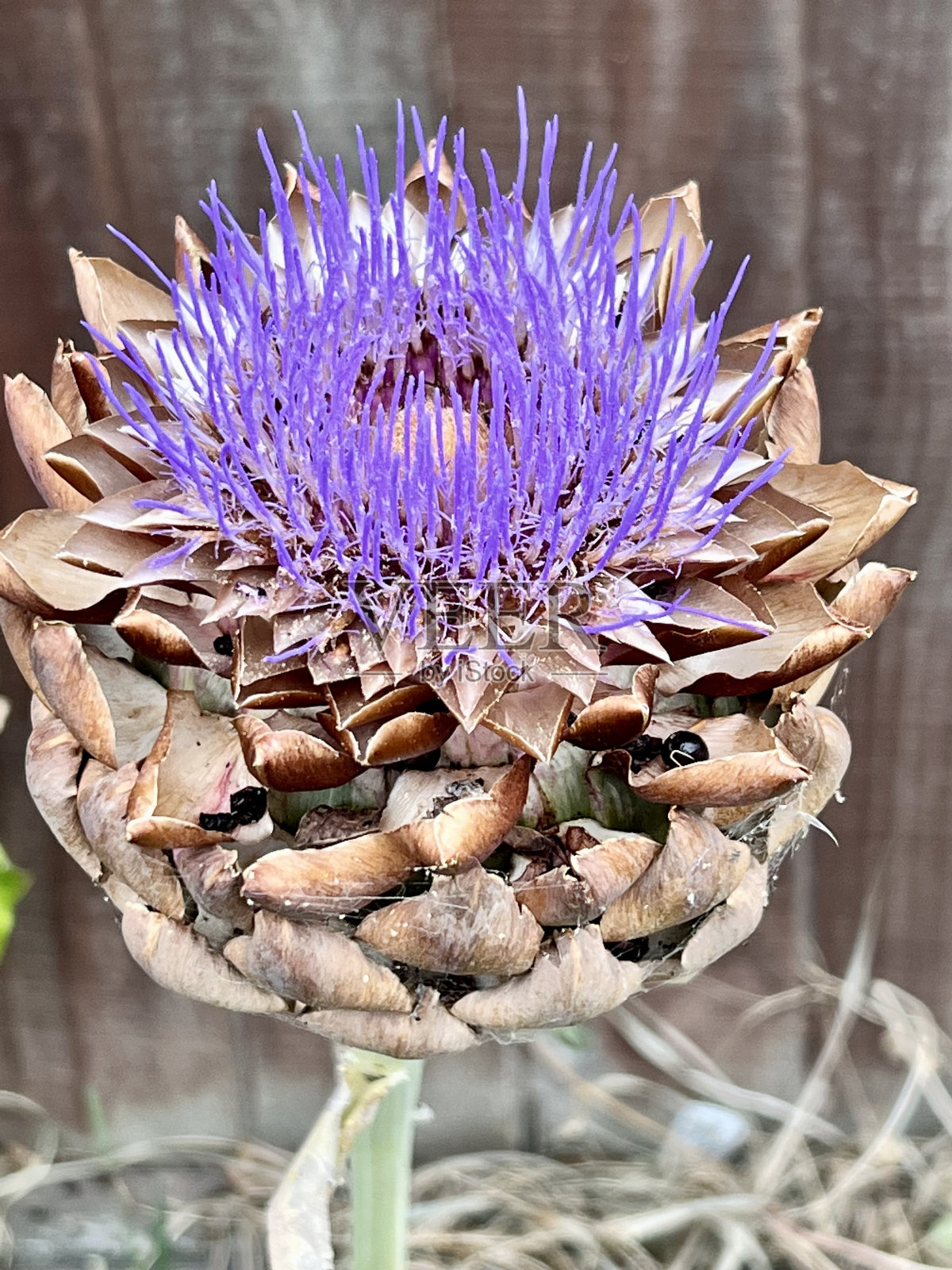 洋蓟盛开宏照片摄影图片