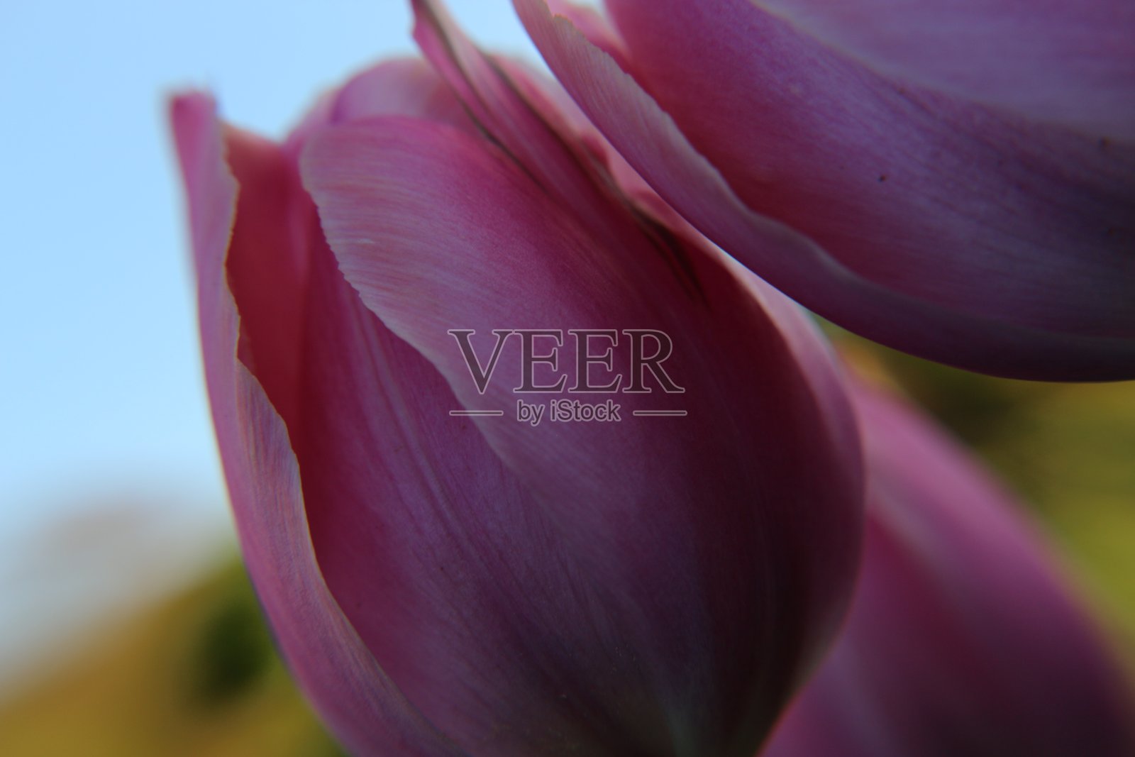 宏观焦点郁金香照片摄影图片