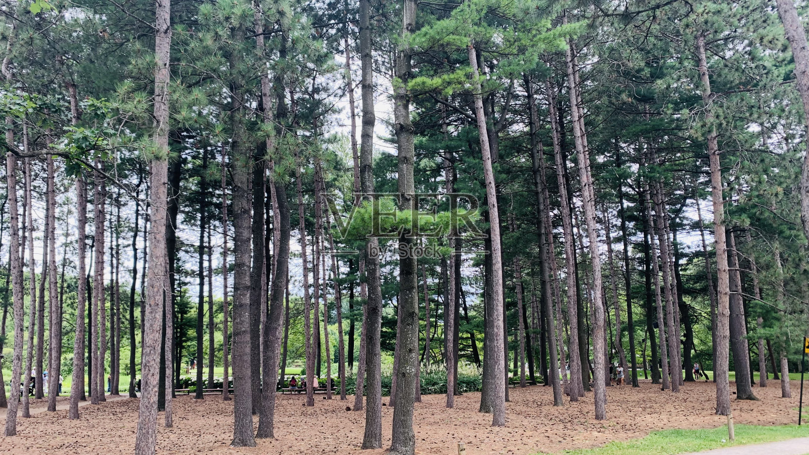 森林的观点照片摄影图片