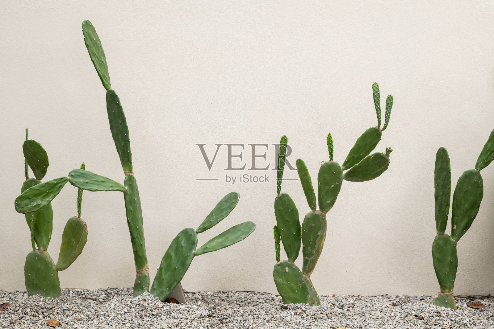 花园中美丽的仙人掌。照片摄影图片