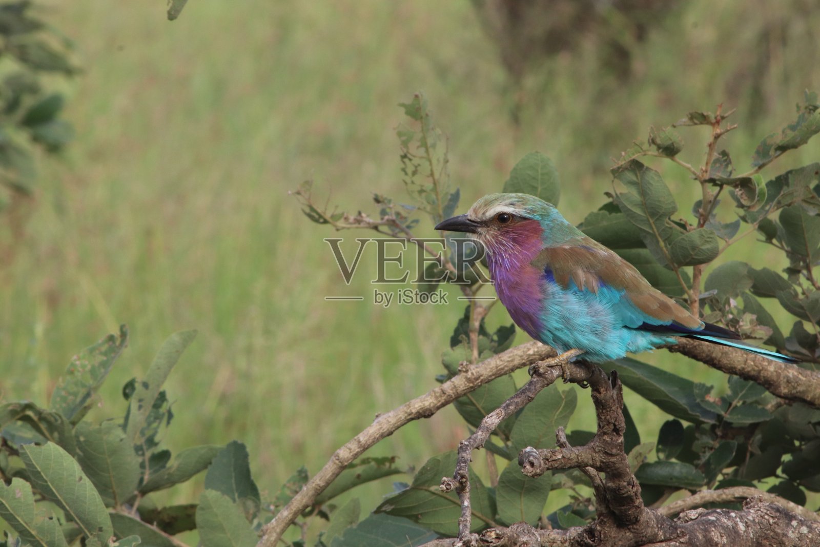 振动照片摄影图片