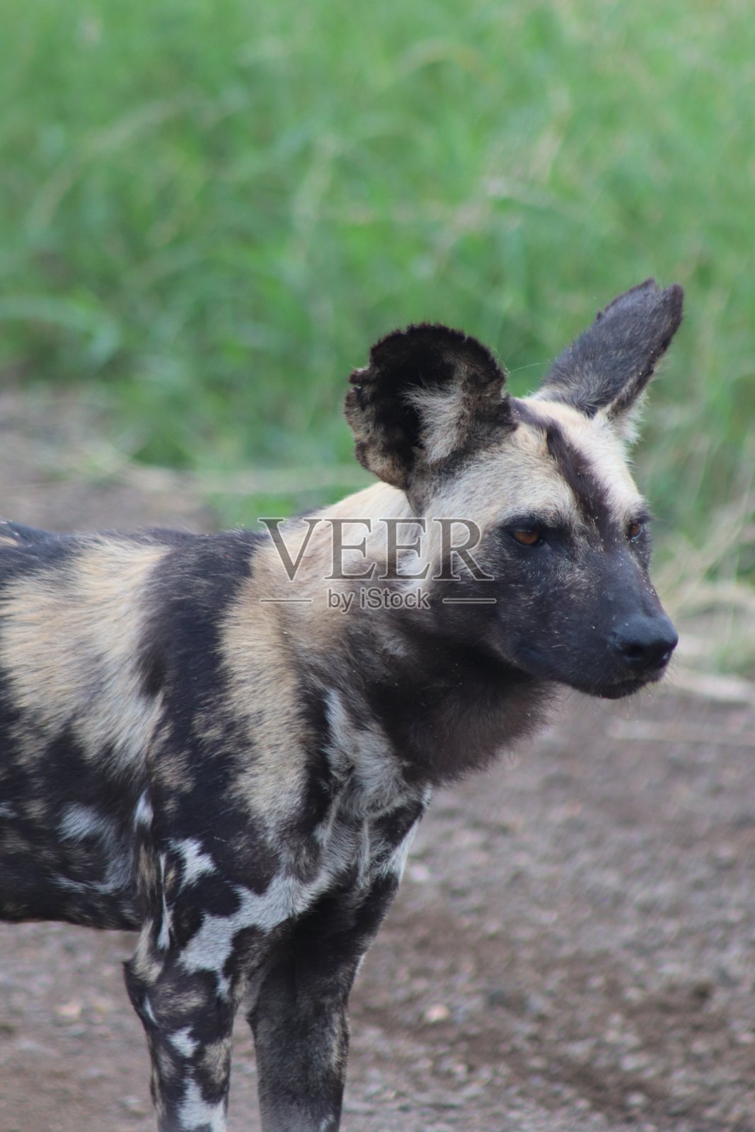 在灭绝的边缘照片摄影图片