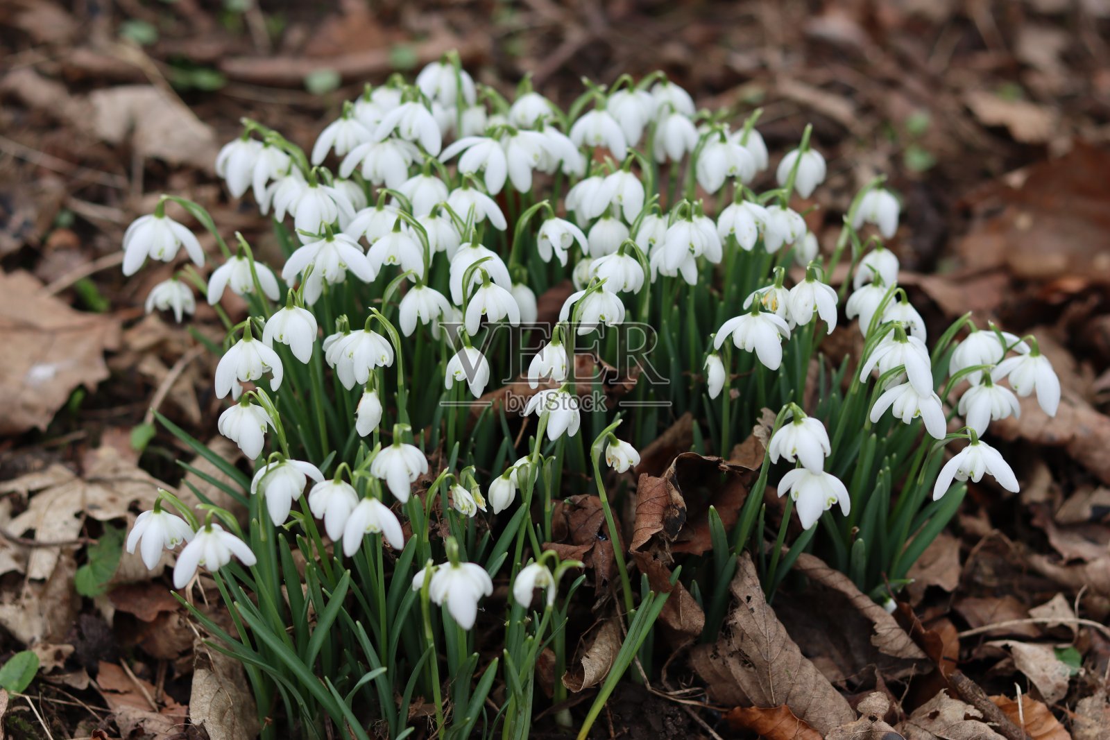近距离的一组雪花莲在林地照片摄影图片