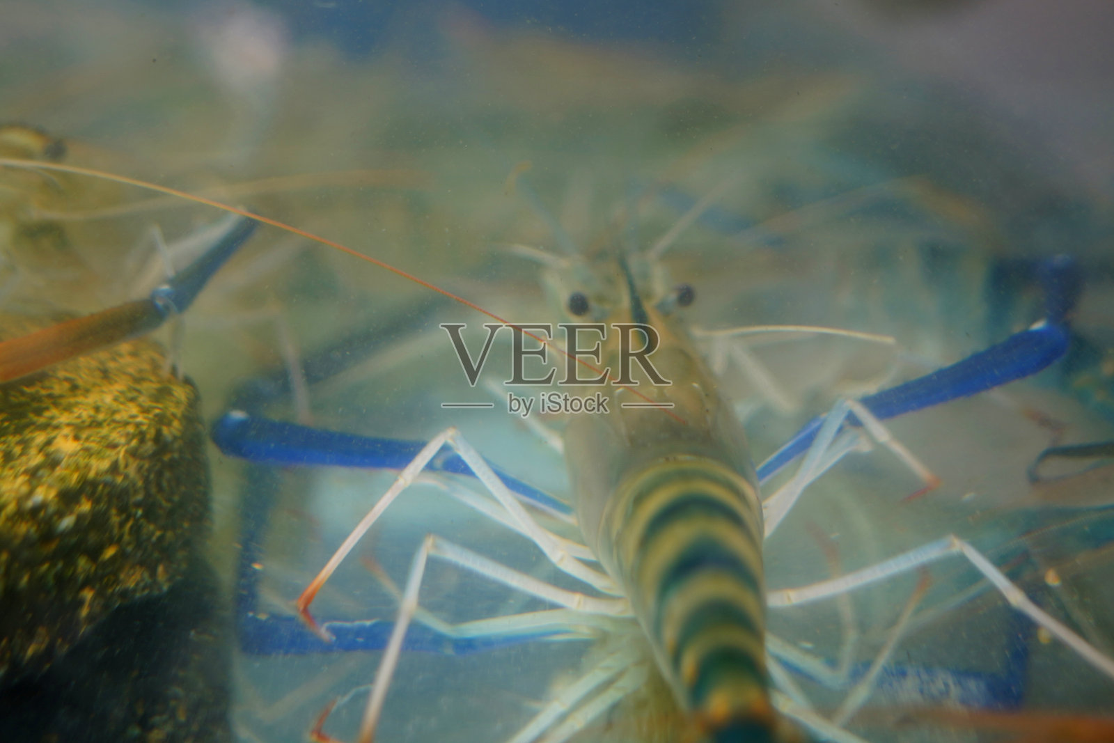 氧气罐里的虾照片摄影图片