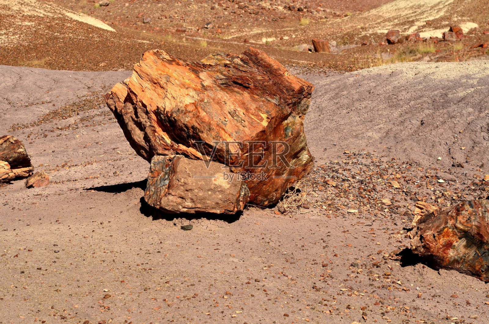 古树石化部照片摄影图片