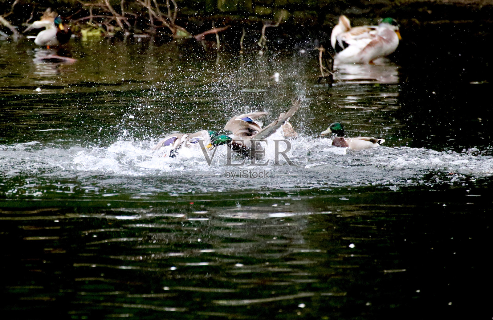 池塘上的野鸭照片摄影图片