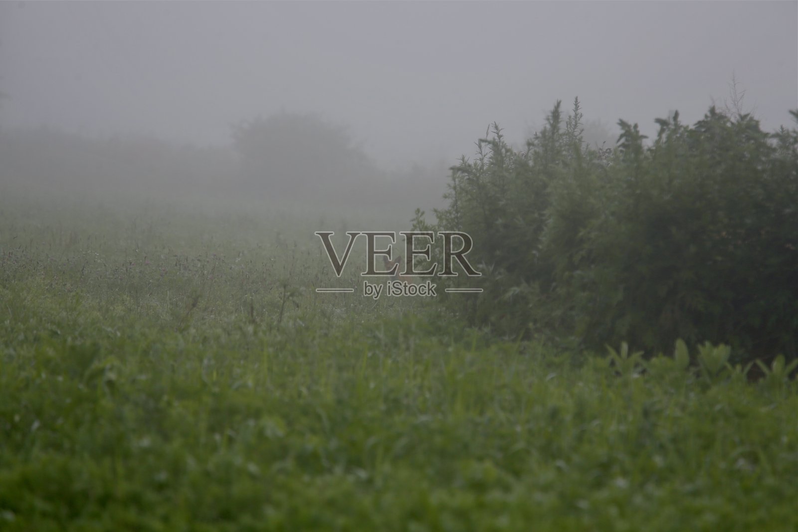 狐狸和雾照片摄影图片