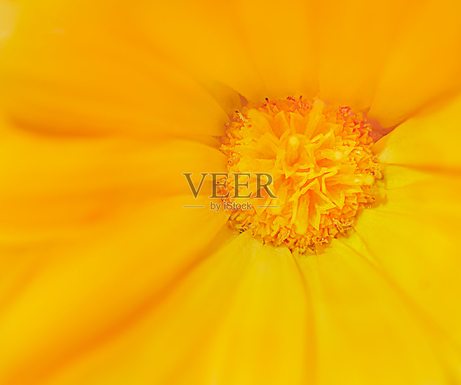 黄色雏菊花的特写。照片摄影图片