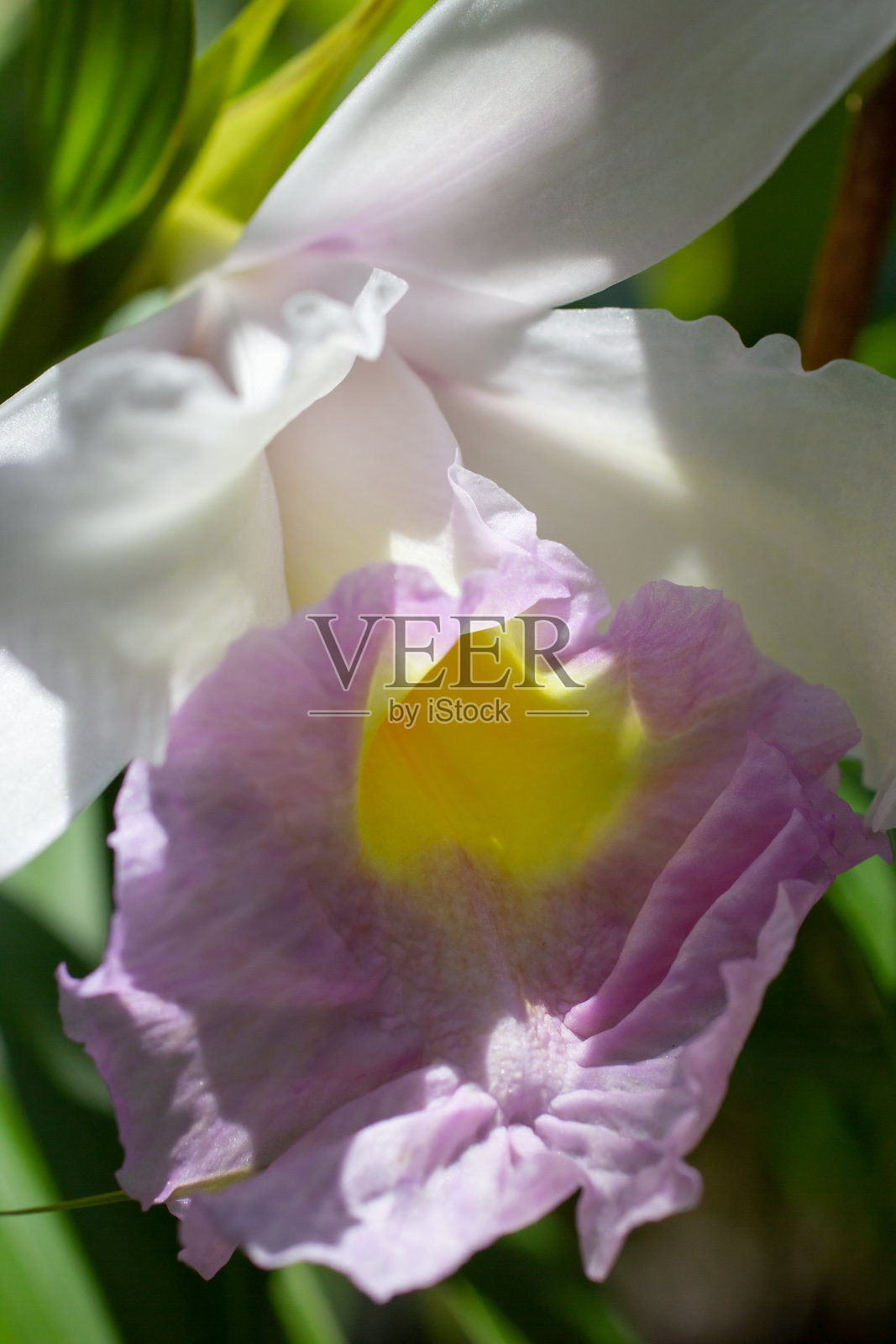 紫黄色卡特莱照片摄影图片