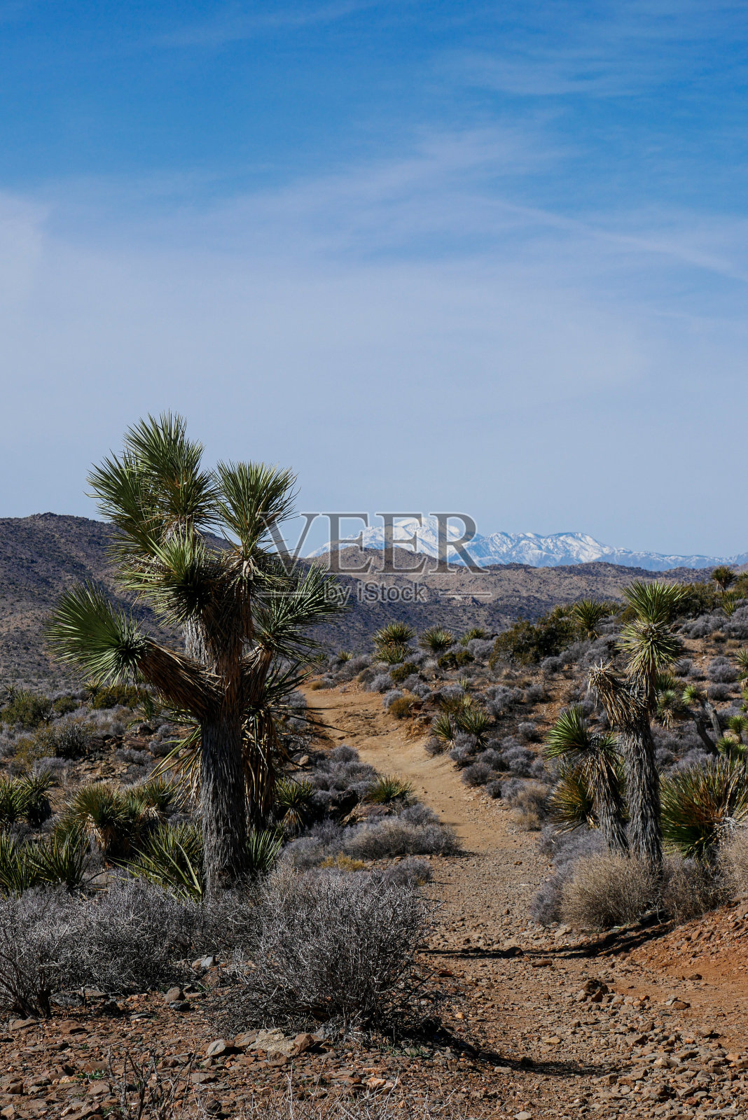 在约书亚树国家公园(加州)的失马矿小径上照片摄影图片