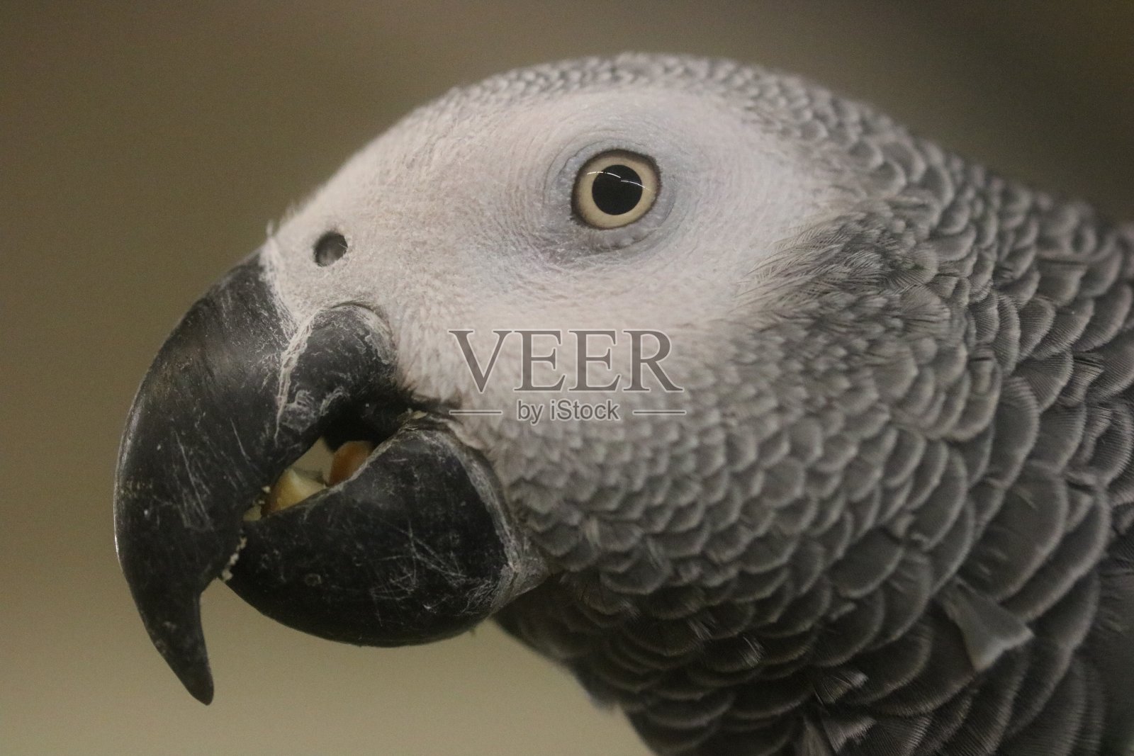 灰色鸟的侧视图照片摄影图片