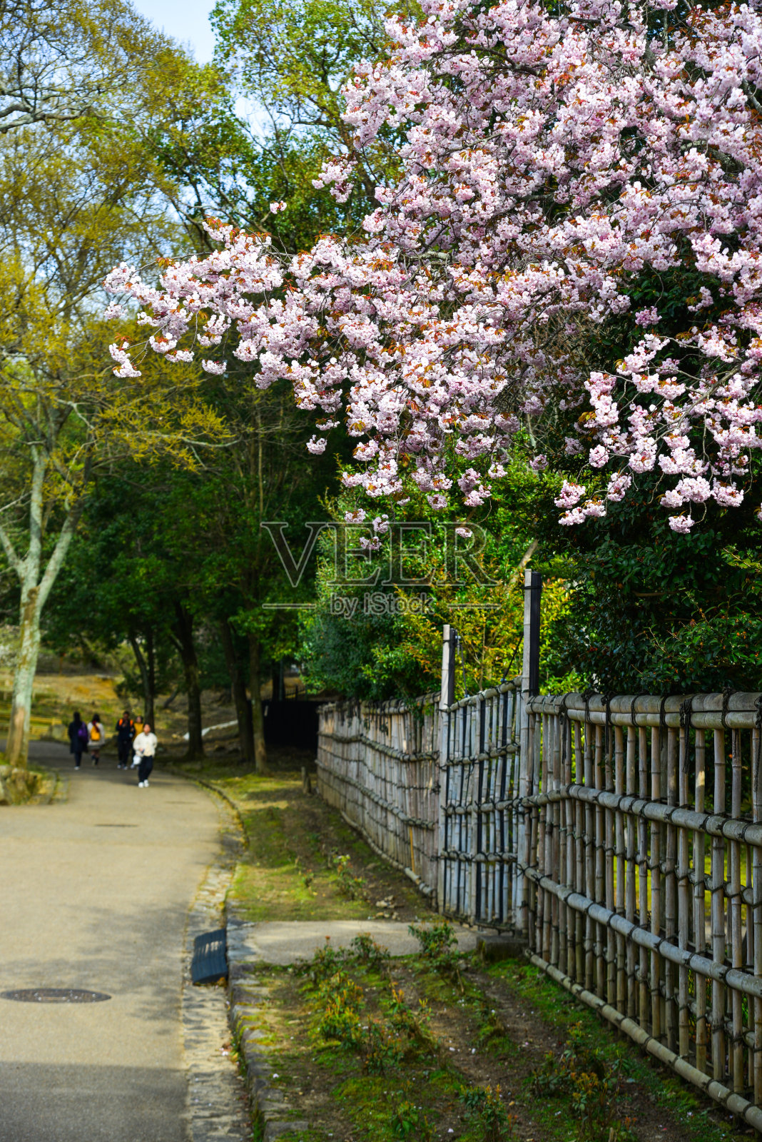 日本京都的樱花照片摄影图片