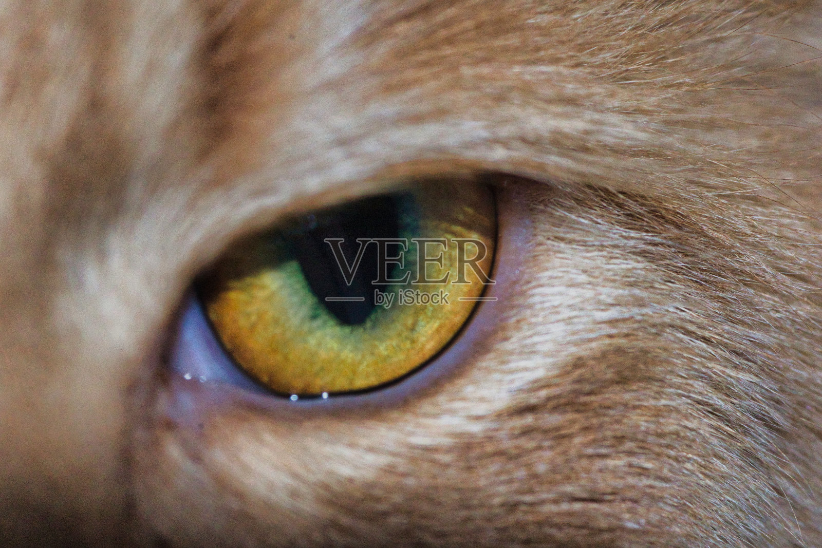 以眼还眼照片摄影图片