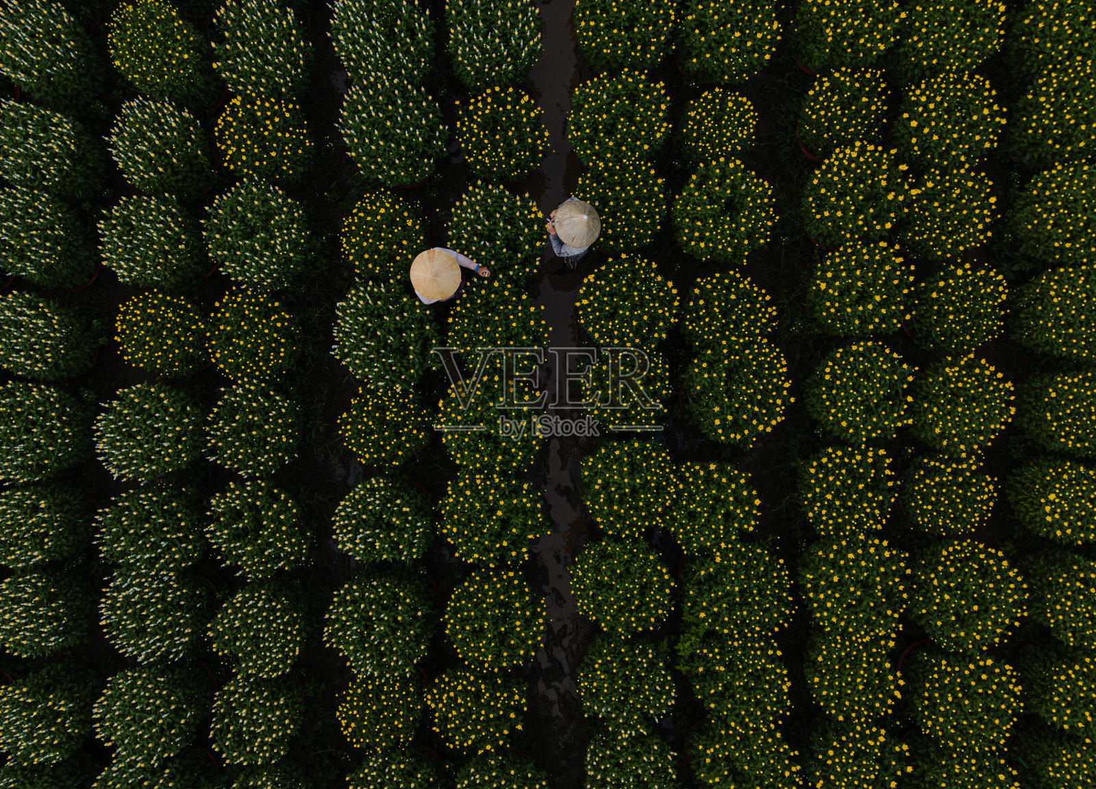 黛西农场照片摄影图片