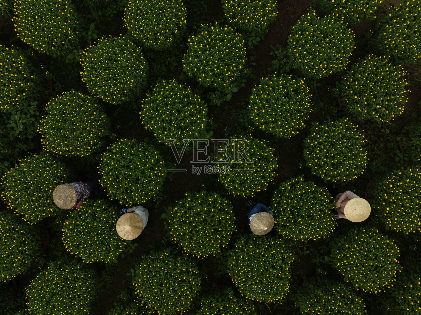 黛西农场照片摄影图片