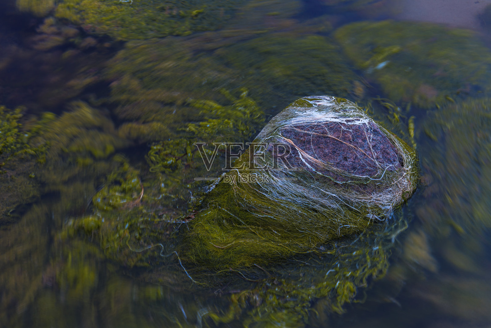 波罗的海沿岸,石头被海藻覆盖。蓝色时间。长时间的曝光。照片摄影图片