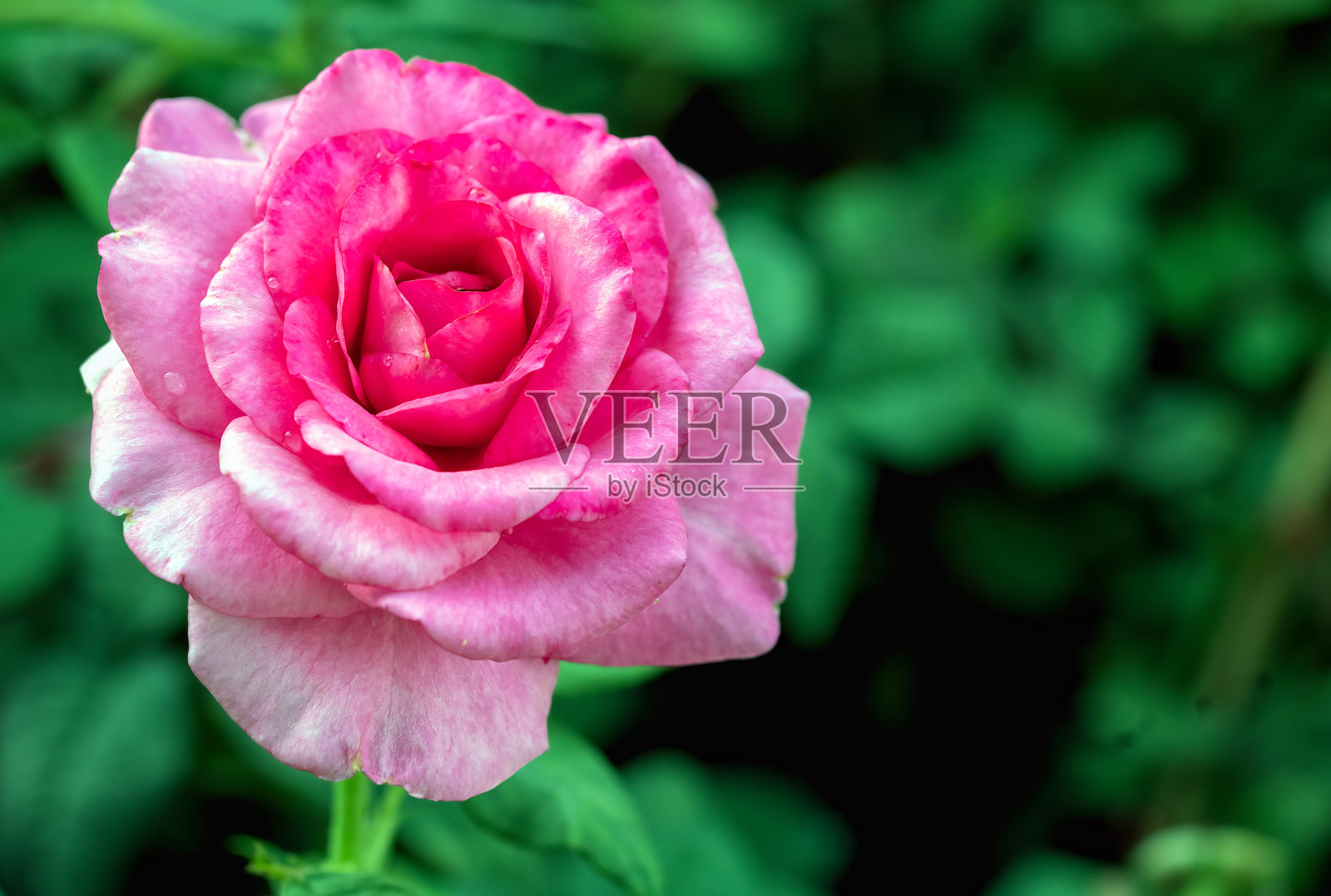 玫瑰花园里的玫瑰花照片摄影图片