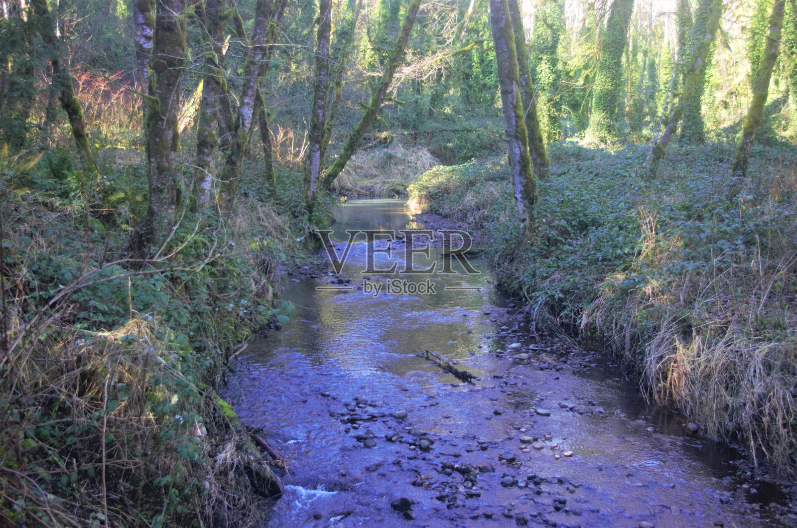 水:流过森林溪流的水照片摄影图片