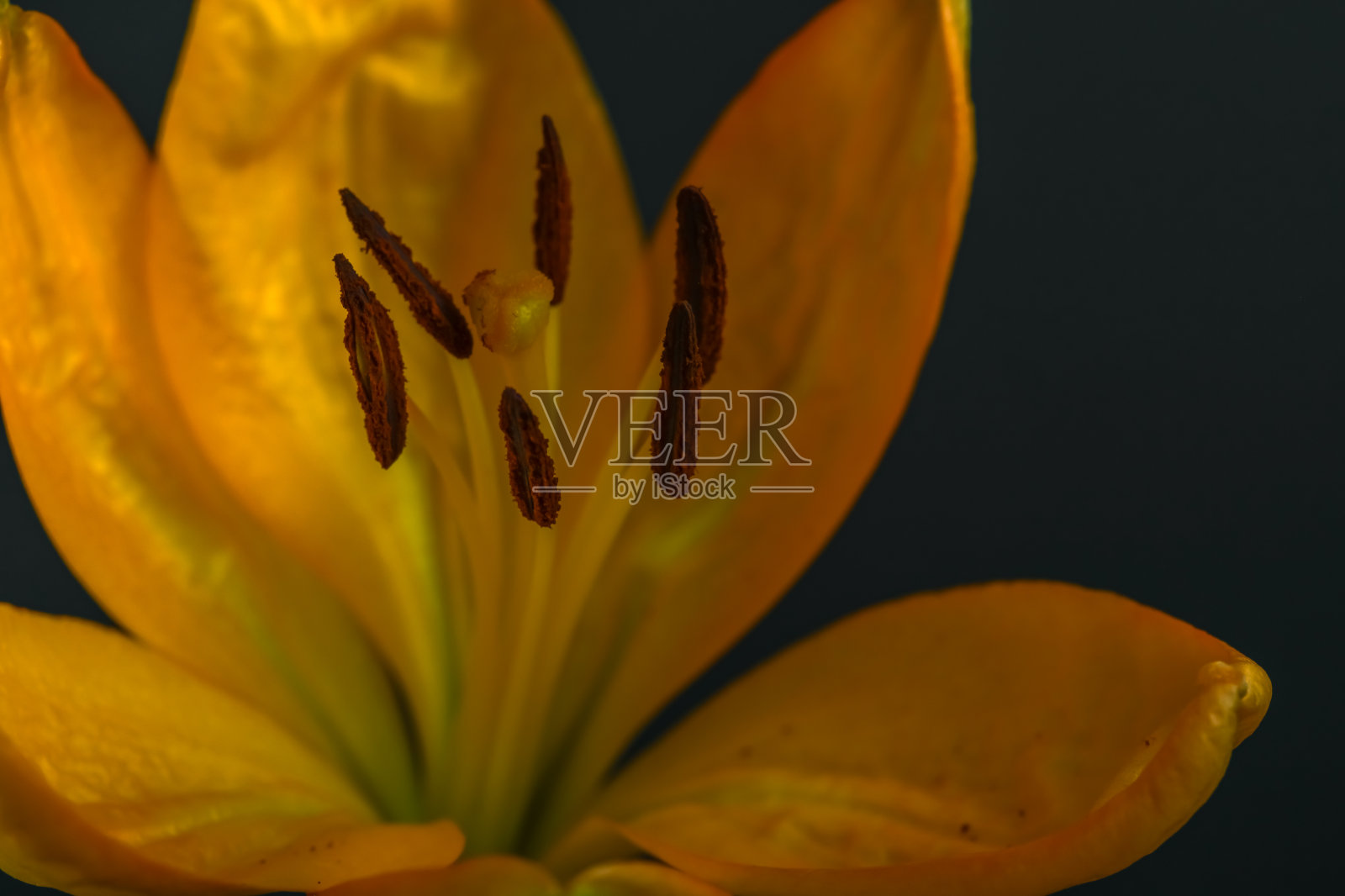 黄花菜,额部特写照片摄影图片