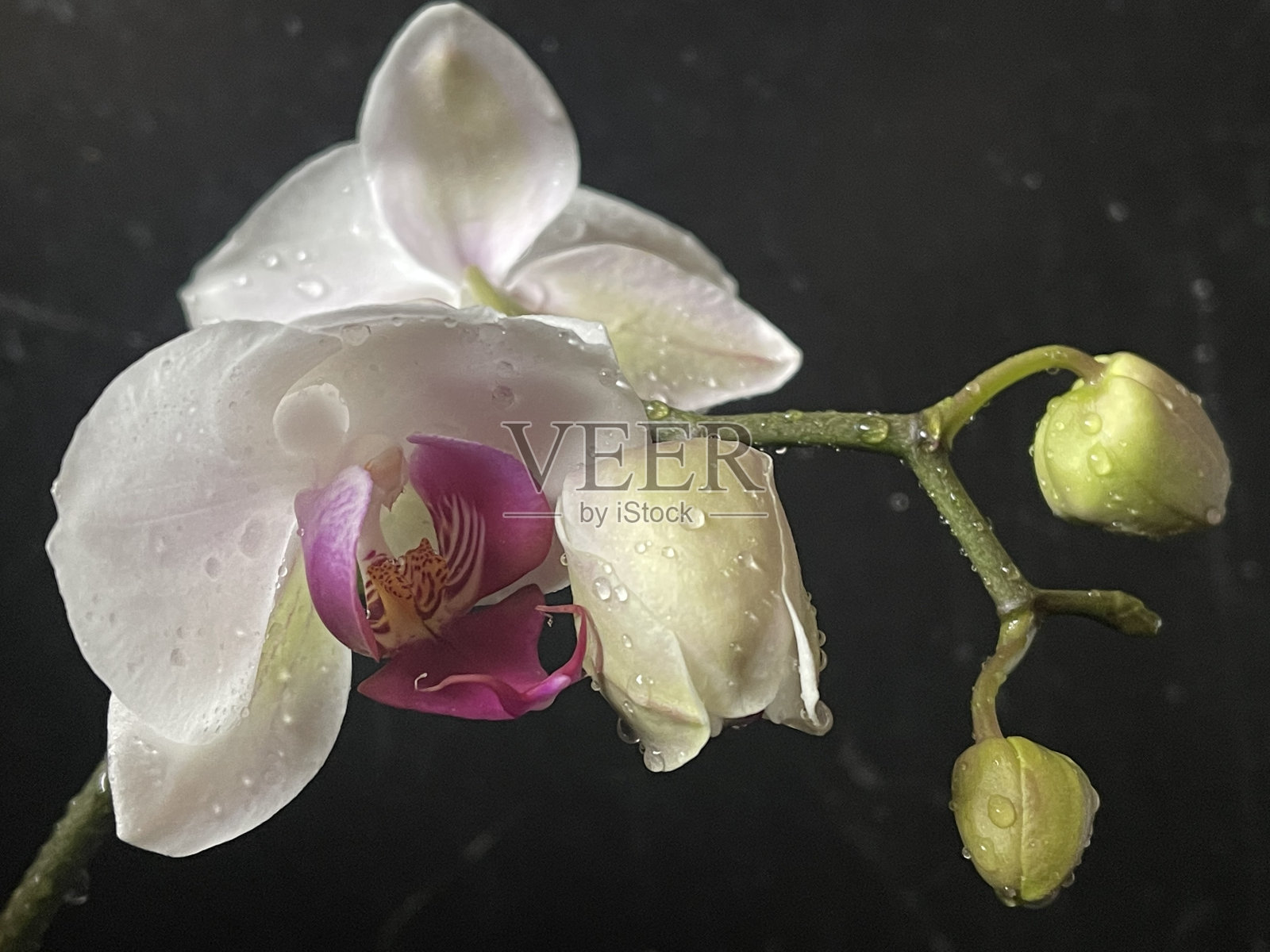 兰花照片摄影图片