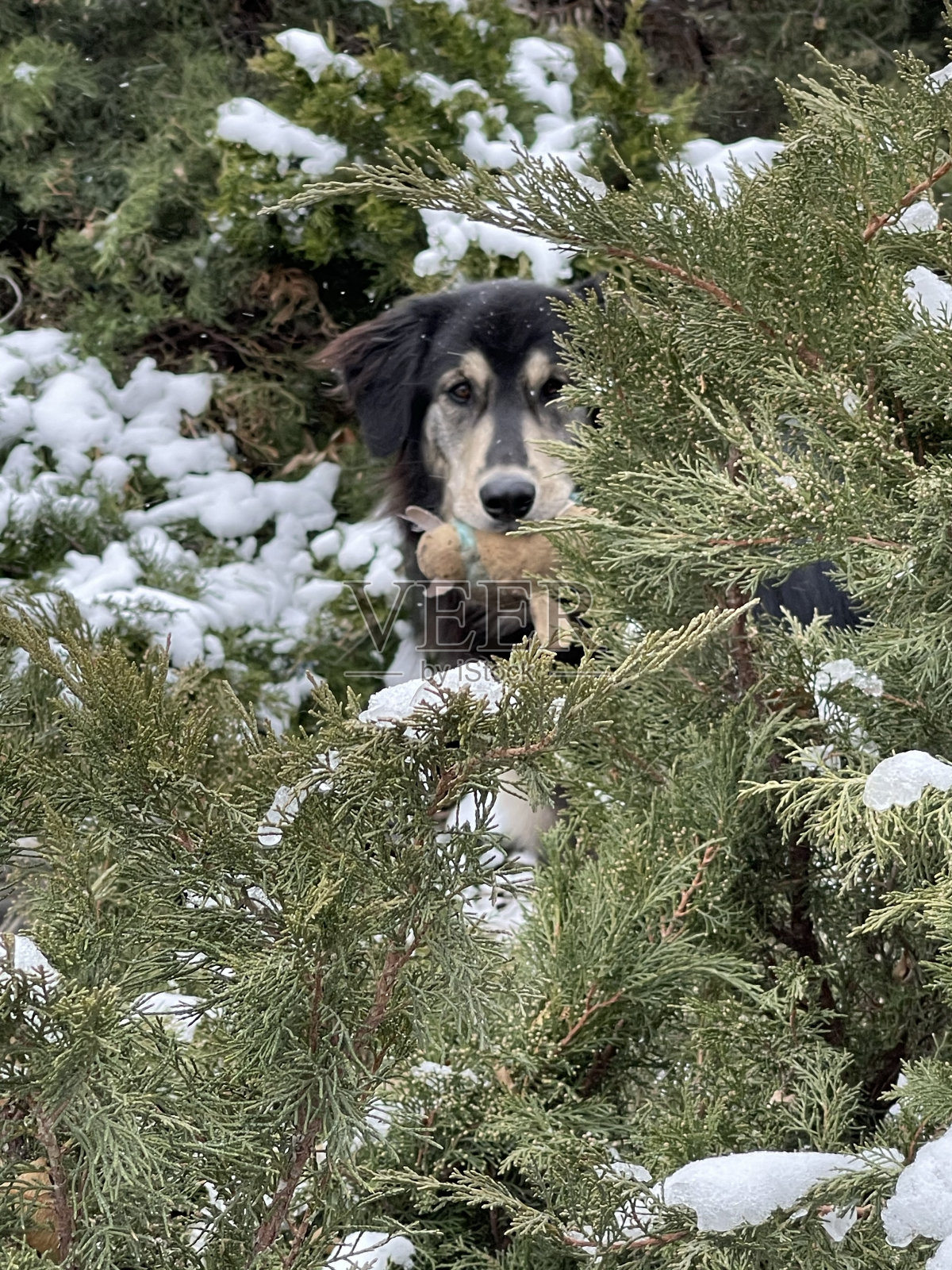 隐藏照片摄影图片