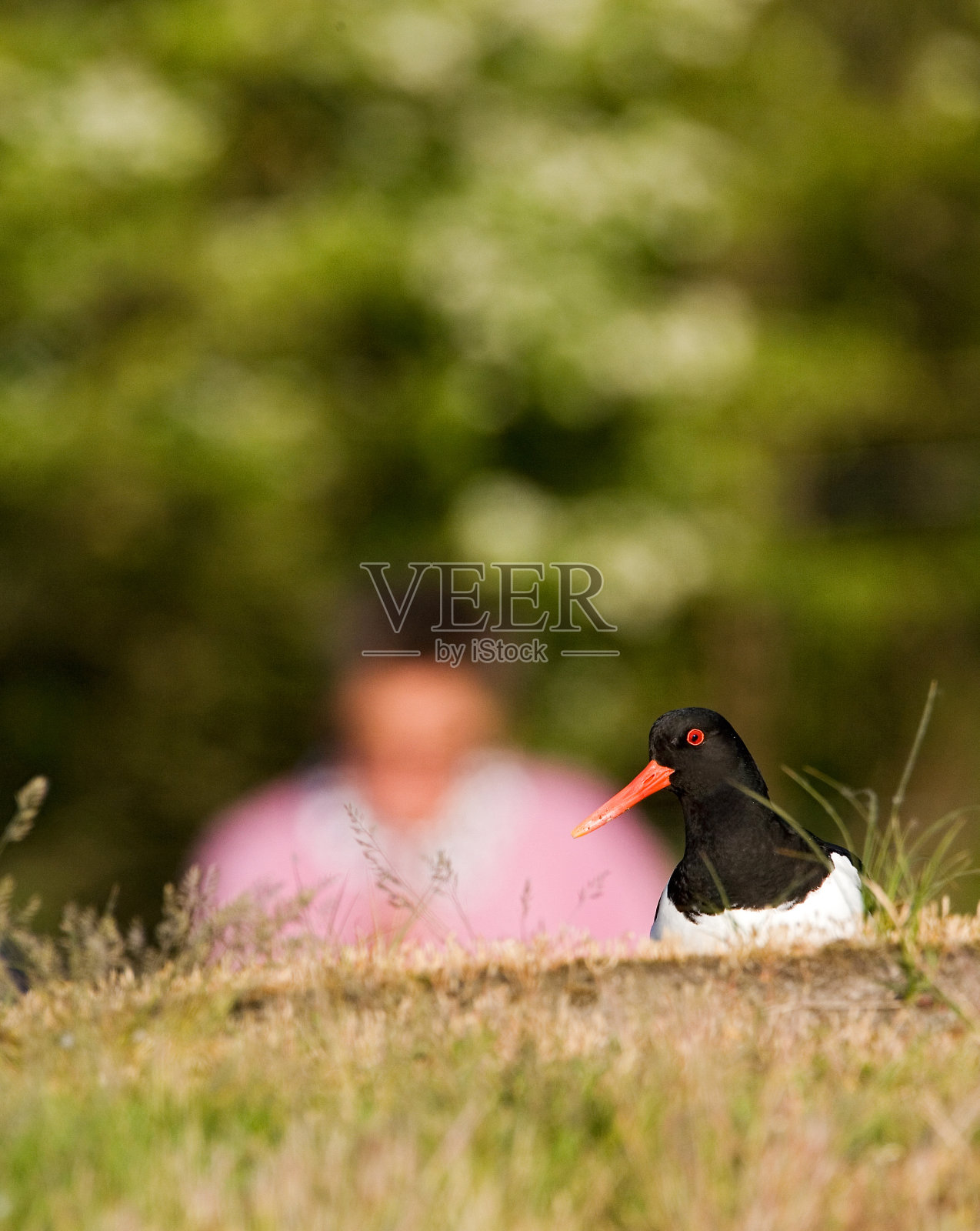 欧洲捕手,学者,虾虫照片摄影图片