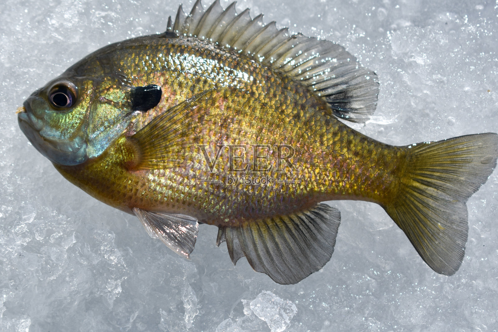 冰蓝鳃鱼照片摄影图片
