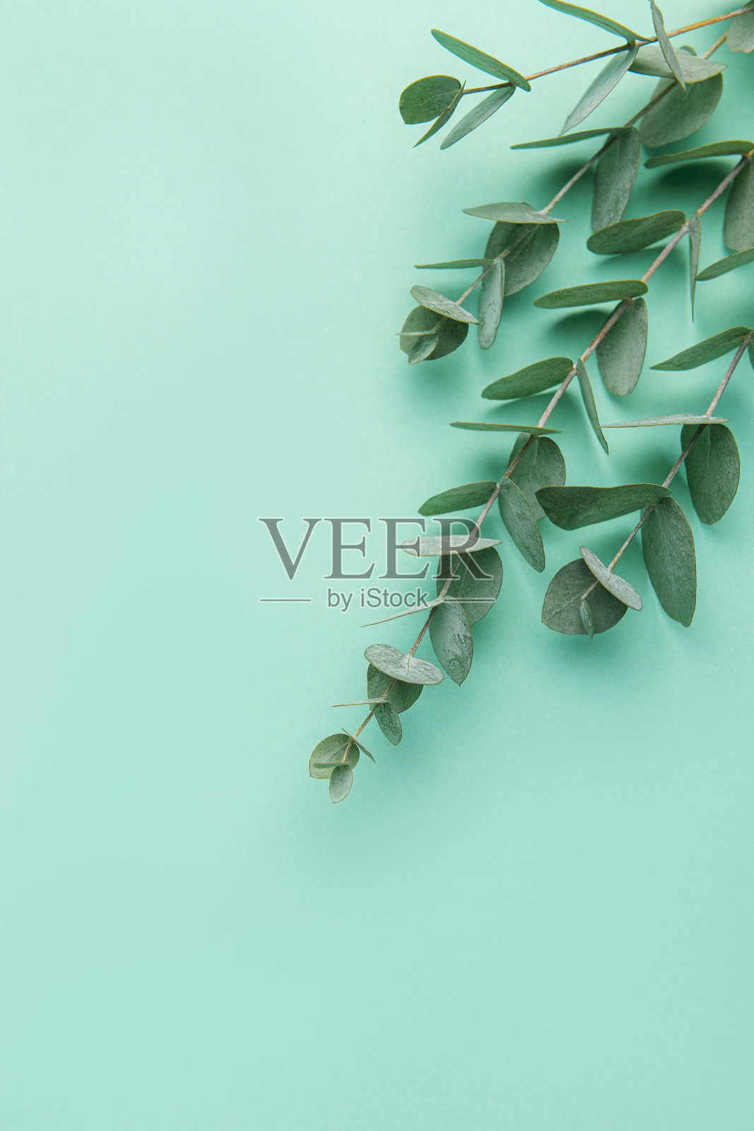 桉树树枝在柔和的绿色背景上。照片摄影图片