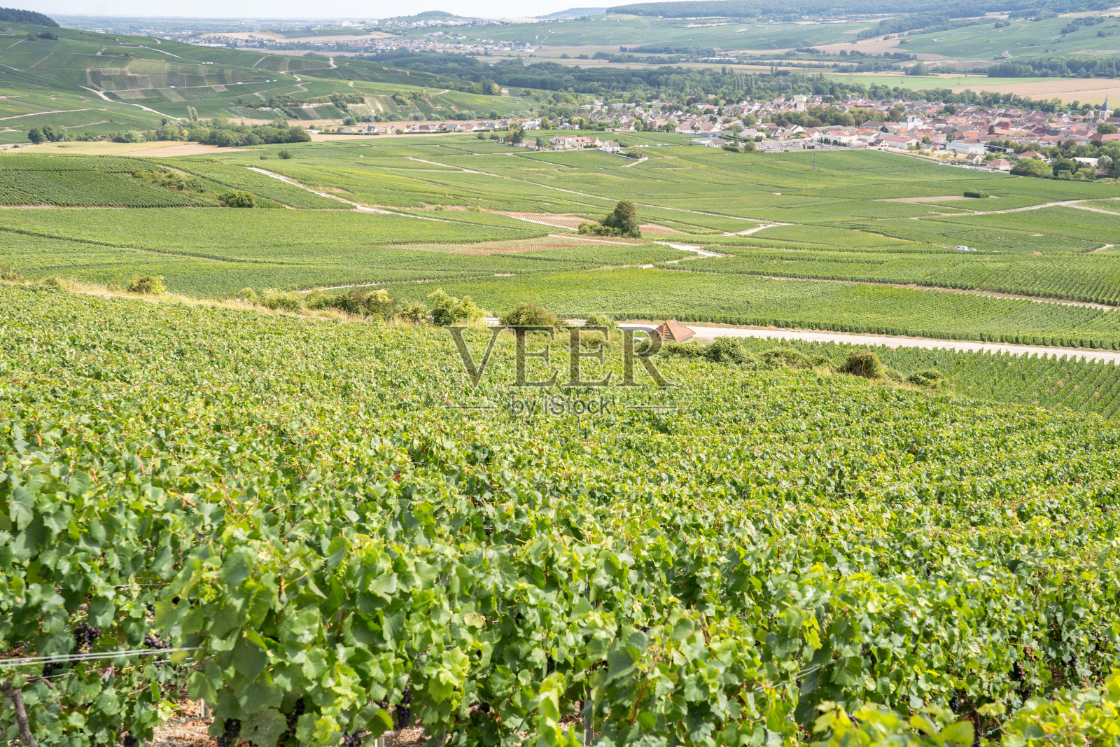 法国香槟葡萄园照片摄影图片