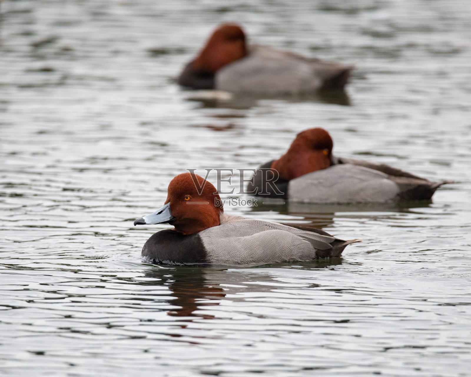 红色头发的鸭子照片摄影图片