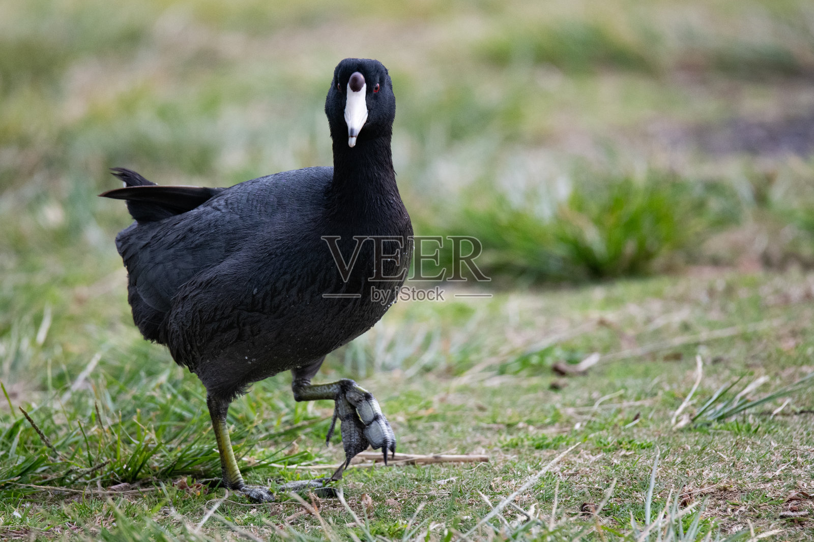美国的傻瓜照片摄影图片