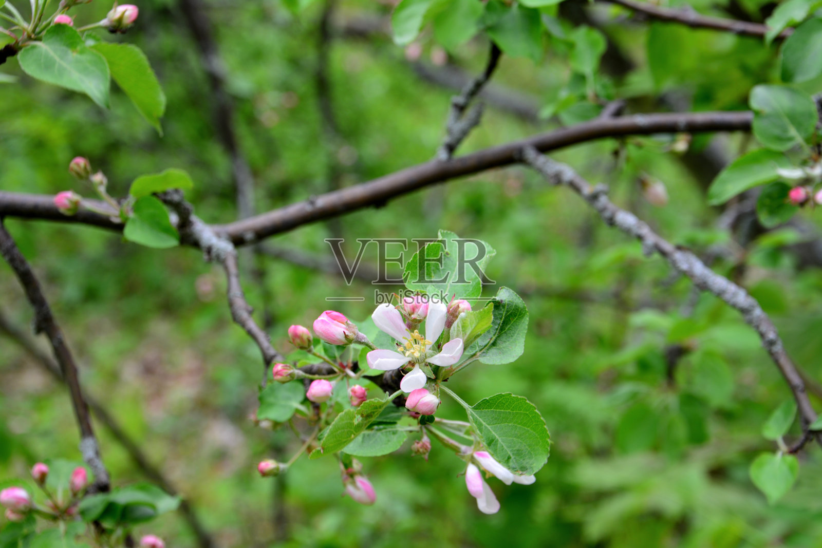 苹果树枝,花粉红色,叶绿色,高大照片摄影图片