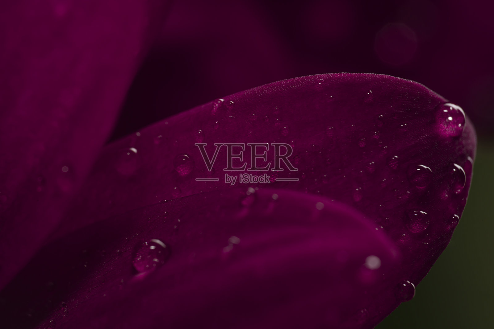 紫红色菊花花瓣特写。花卉背景,启动屏幕,明信片。照片摄影图片