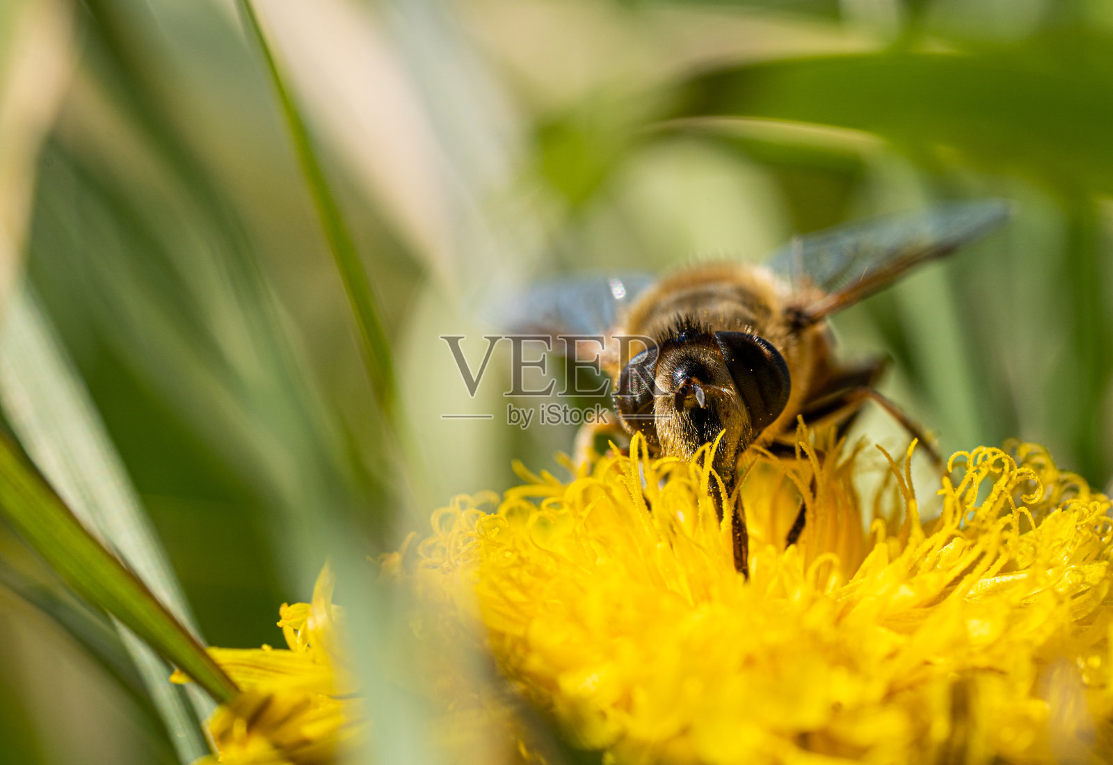 蜜蜂在一朵黄色的花上照片摄影图片