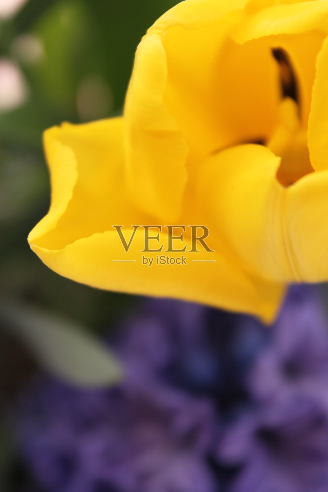 微距特写黄色郁金香,模糊的背景照片摄影图片