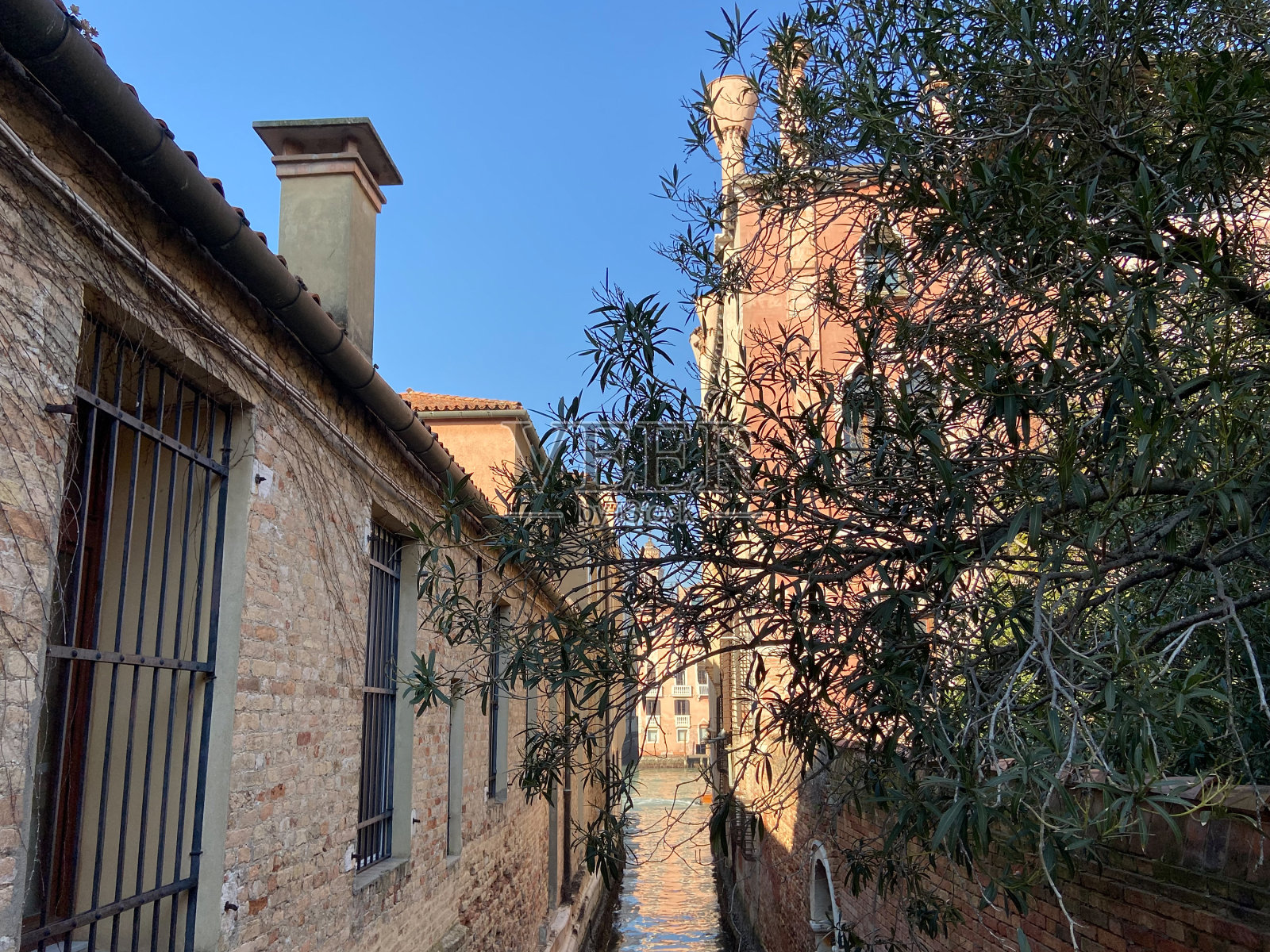 威尼斯城狭窄运河上的绿橄榄树照片摄影图片