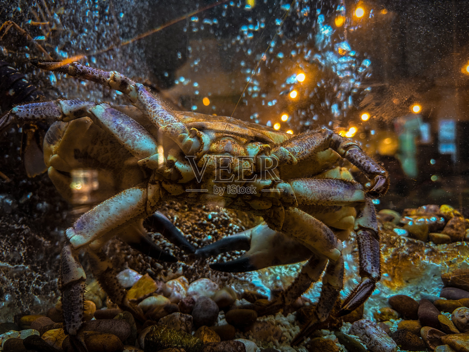 里斯本水族馆里的海鲜照片摄影图片