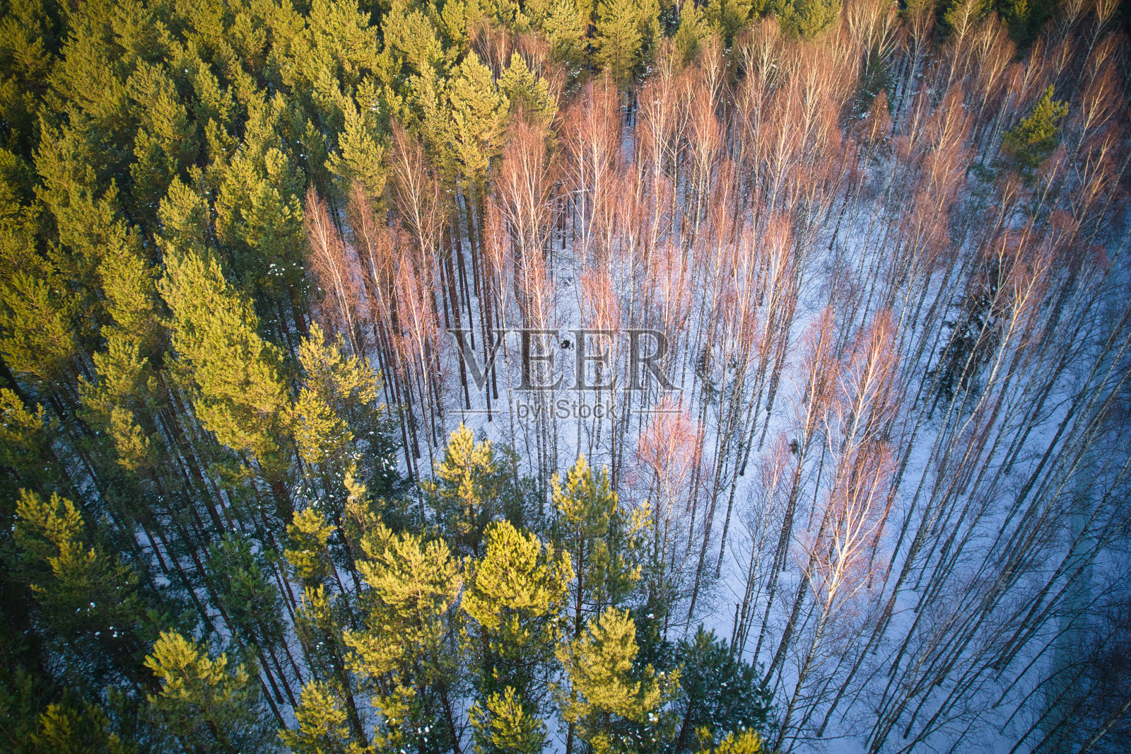 冬季的松林和白桦林被白雪覆盖照片摄影图片