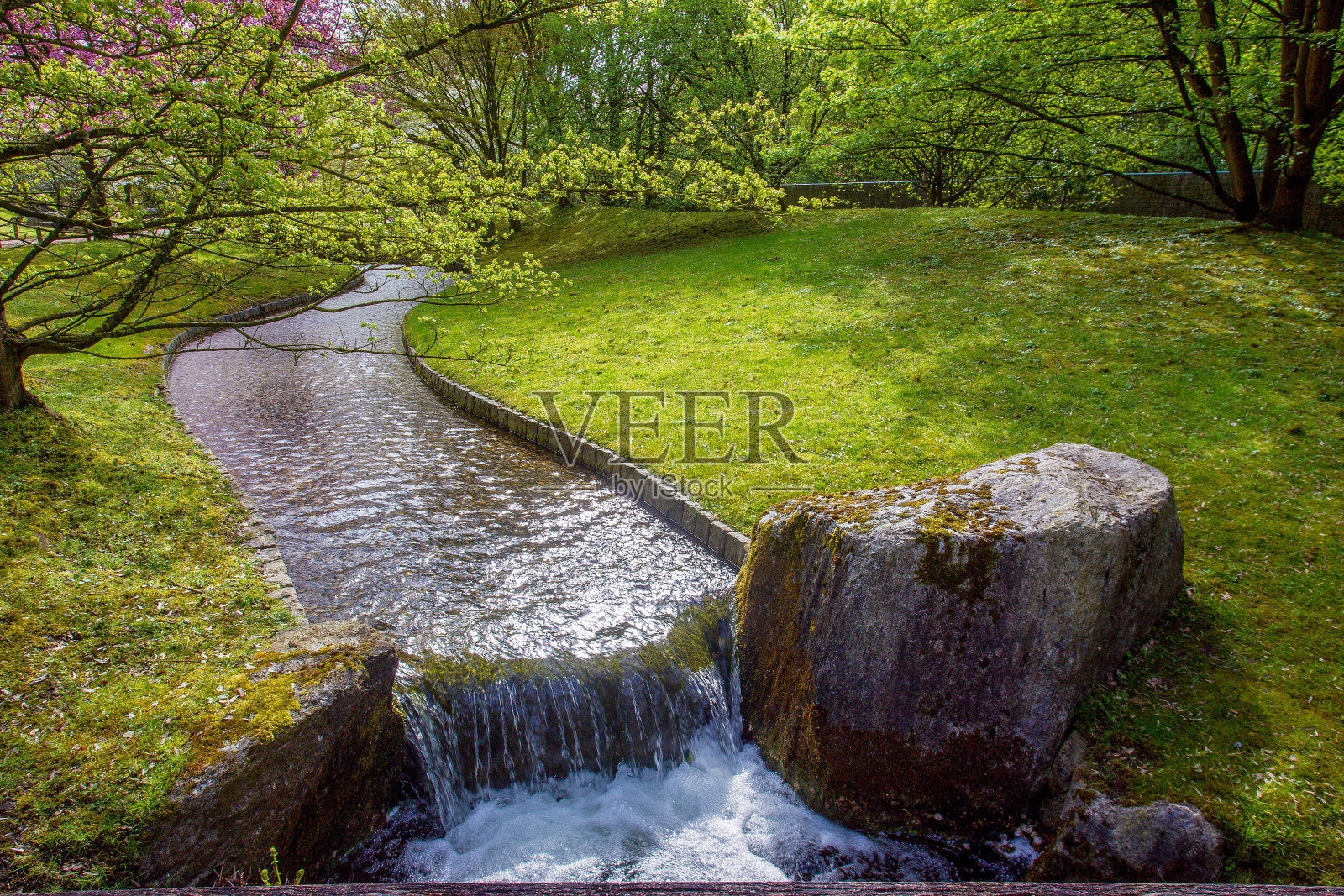 小溪和老敬畏木桥,在哈瑟尔特的日本花园中,钟钟花(右)和远处的樱花照片摄影图片